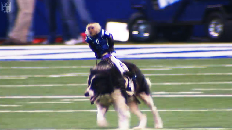Monkeys Riding Dogs In Indianapolis Is The WTF Moment Of Week 17 - Pop ...